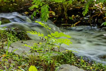 Stream with water flowing between the rocks forming a small waterfall surrounded by lush green vegetation, sunny day in nature. Long exposure photography