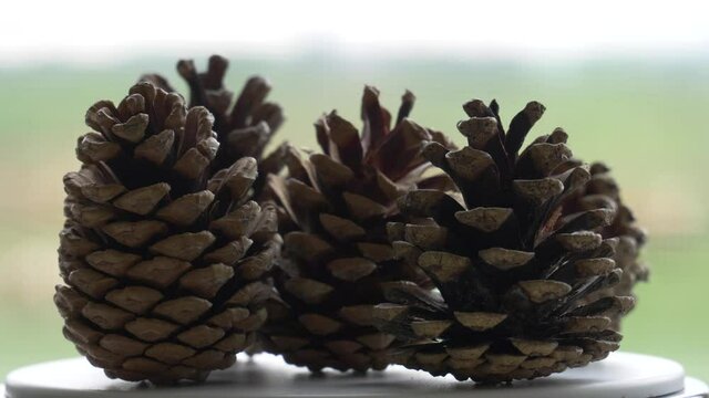 Close up pine cones spin on white rotating surface. Macro, real time 4K