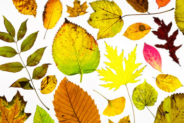 Colorful autumn leaves on a white background