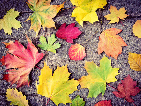 Multi Colored Autumn Leaves On Pavement Stones