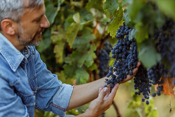 Green background, black grapes.