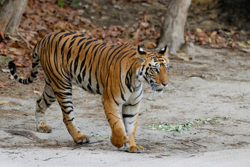 Fototapeta na wymiar Tiger, Bengal Tiger (Panthera tigris Tigris), walking in Bandhavgarh National Park in India
