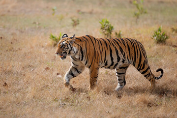 Tiger, Bengal Tiger (Panthera tigris Tigris), walking in Bandhavgarh National Park in India