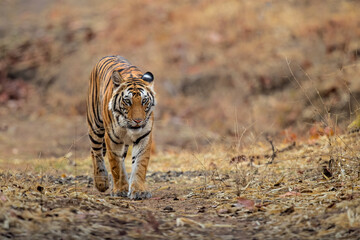 Tiger, Bengal Tiger (Panthera tigris Tigris), walking in Bandhavgarh National Park in India