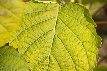A leaf of the tree hydrangea, closeup of bright Green light green background