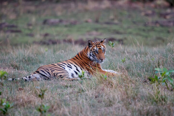 Fototapeta na wymiar Tiger, Bengal Tiger (Panthera tigris Tigris), resting in Bandhavgarh National Park in India