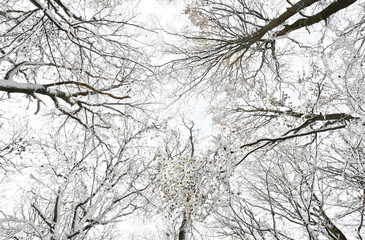 Fototapeta na wymiar Treetops in winter forest covered hoarfrost and in snow