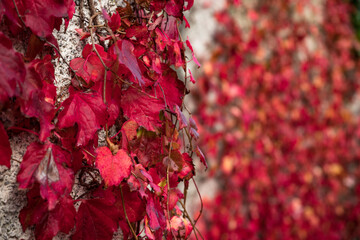 Close up Vibrant red autumn ivy leaves on wall background.