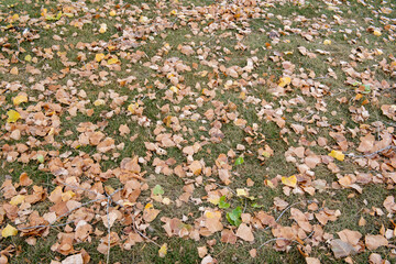 autumn leaves background