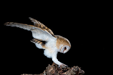 Barn owl perched at night on a log with dark background