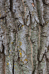 bark of a tree texture