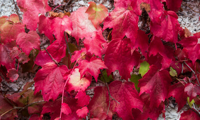 Close up on Colorful red autumn ivy leaves background