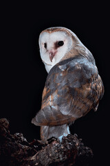 Barn owl perched at night on a log with dark background