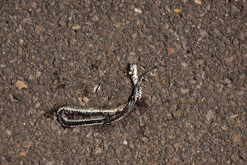 A grass snake run over on a concrete road