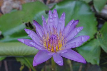 Beautiful purple lotus flower image.