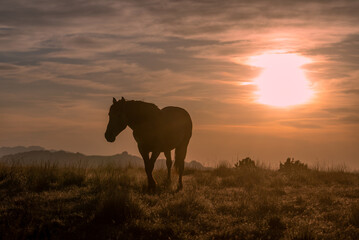 Naklejka na ściany i meble Wild Horse at Sunset in the Utah Desert