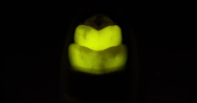 Male firefly lamp organ flashing in slow motion (10% realtime speed).