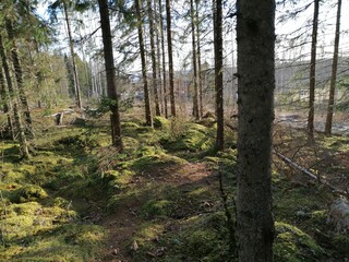 A view of the jungle in Sweden