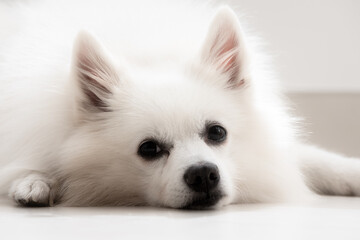 close up white spitz. pomeranian white puppy dog with happy tongue face. portrait cute dog