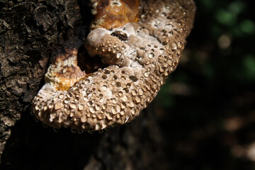 An arboreal fungus that grew on the bark with beautiful drops of morning dew