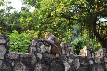 Monkey wild life in the park outdoor with tree 