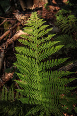 A beautifully lit fern leaf against the backdrop of a dark forest