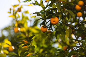 Naklejka premium Sevilla Oranges