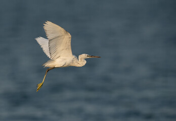 Western reef heron white morphed in flight at Busaiteen coast, Bahrain