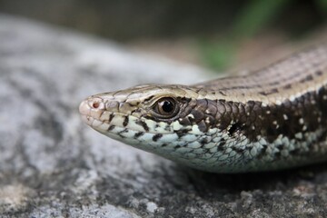 brown Lizard on the rock closeup in the park