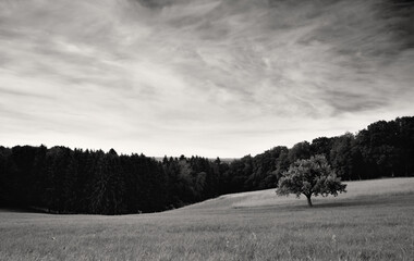 Im Vordergrund stehen