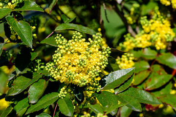 Many small yellow blooms and flowers of Mahonia aquifolium and green leaves on shrubs, in a garden in a sunny spring day, beautiful outdoor floral background photographed with soft focus.