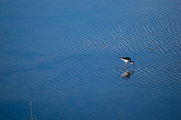 Aves en el agua