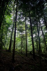Forêt conifères