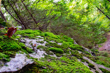 Thick moss on a stone in the forest