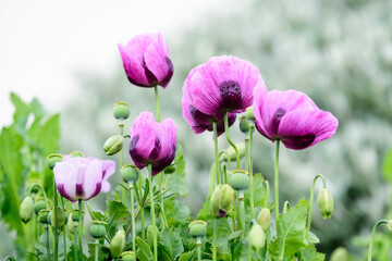 Close up of many delicate purple poppy flowers and small green blooms in a British cottage style garden in a sunny summer day, beautiful outdoor floral background photographed with soft focus.