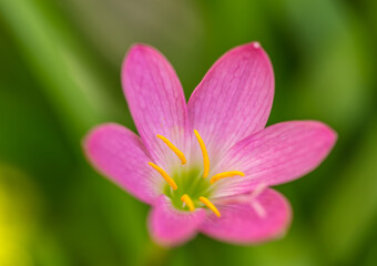 Beautiful pink flowers petals in nature..