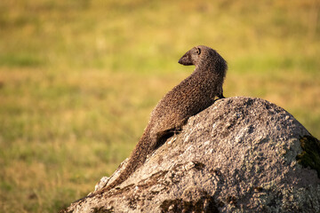 Egyptian mongoose on a stone with green background
