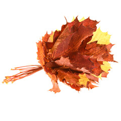 Fototapeta premium autumn leaves isolated on white background