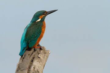 Martín pescador (Alcedo atthis), posado sobre un tronco.