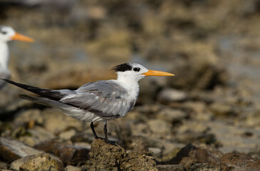 Greater Crested Tern at Busaiteen coast, Bahrain