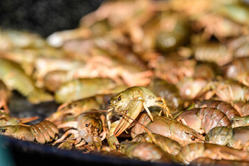 Raw European crayfishes Astacus astacus (noble or broad-fingered crayfish, the most common species of crayfish in Europe) in a pan ready to be cooked at a street food festival, healthy seafood .