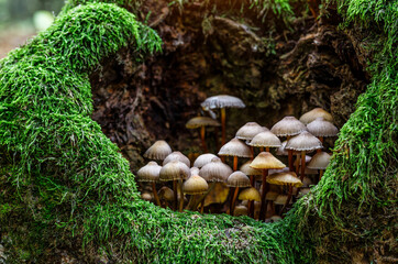 Mushrooms False honey fungus on a stump in a beautiful autumn forest.group fungus in autumn forest with leaves.Wild mushroom on the spruce stump. Autumn time in the forest. © bukhta79