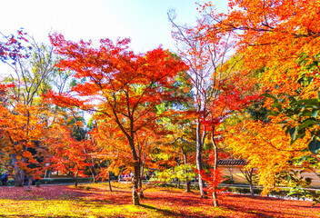 Kinkakuji Temple beautiful autumn in Kyoto, Japan.