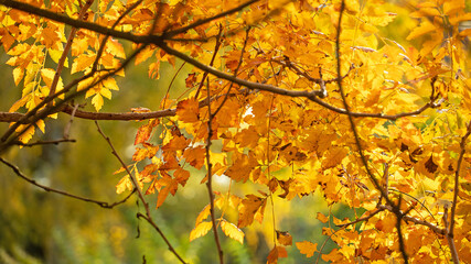 Blasenesche im Herbst