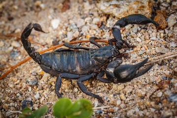 Black scorpion found naturally in Thailand