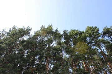 trees in the sky
