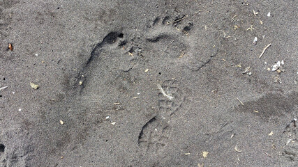 Bear footprints and footprints from a man's shoes on black volcanic sand.