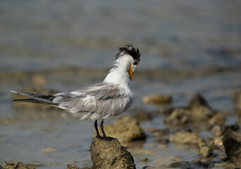 Greater Crested Tern preening at Busaiteen coast, Bahrain