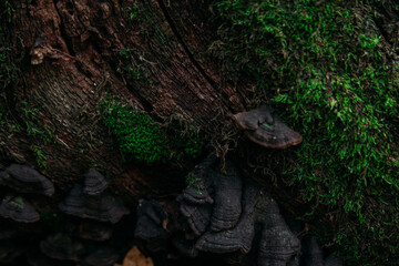 Fototapeta na wymiar wood bark texture with mushrooms close up