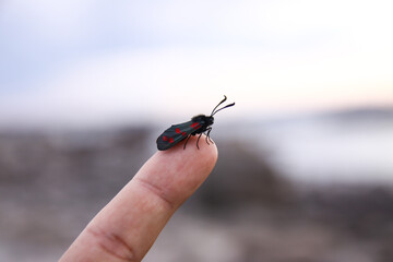 Czarny robak z czerwonymi kropkami na skrzydłach siedzi na palcu